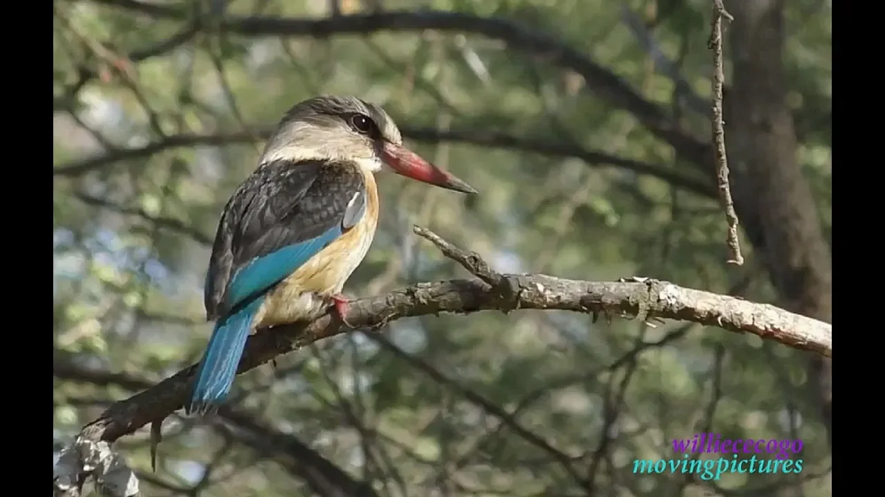 Birds of Africa _Brown-hooded Kingfisher _(vid 207)-YOUTUBE油管无水印视频解析 ...